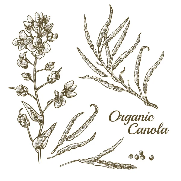 Canola flower, organic colza or rape plant branch — Stock Vector