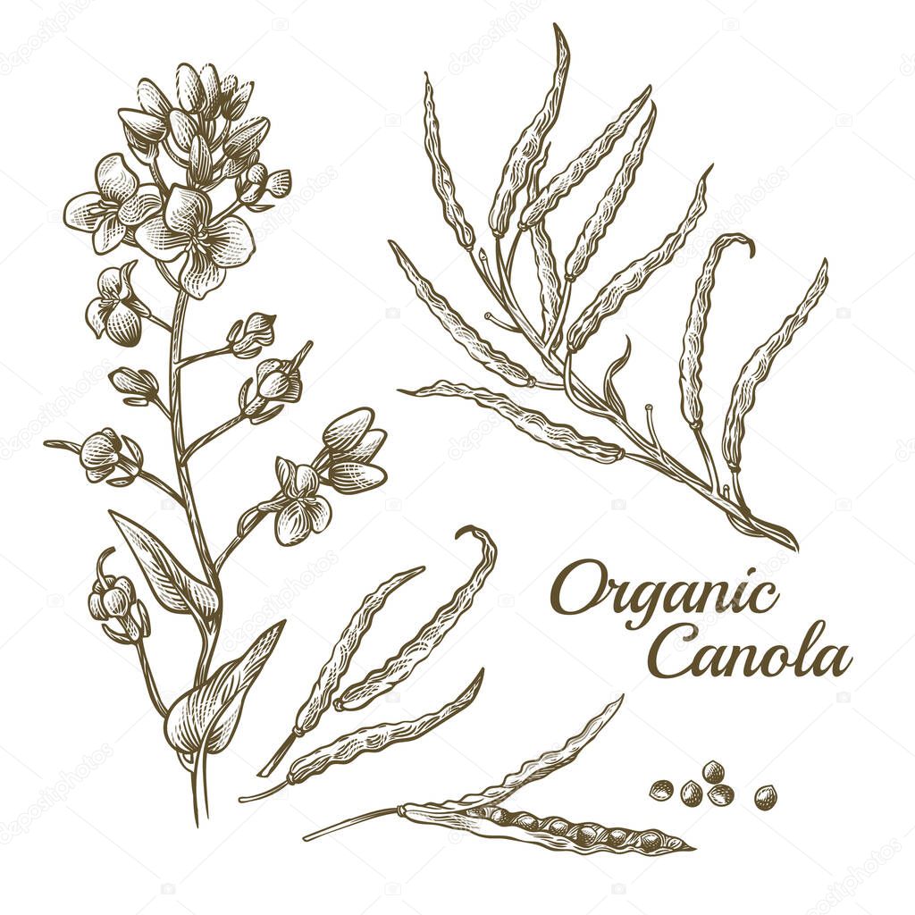 Canola flower, organic colza or rape plant branch