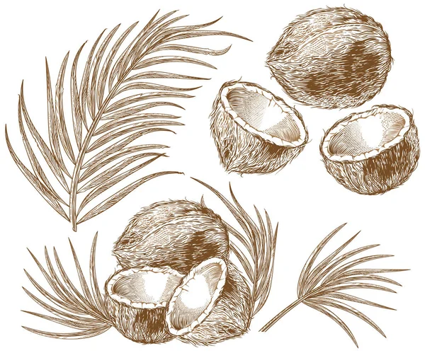 Gravur Illustration von Kokosnuss- und Palmblättern — Stockvektor