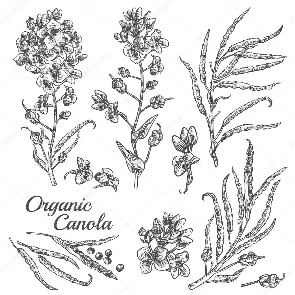 Engraved illustration of organic canola