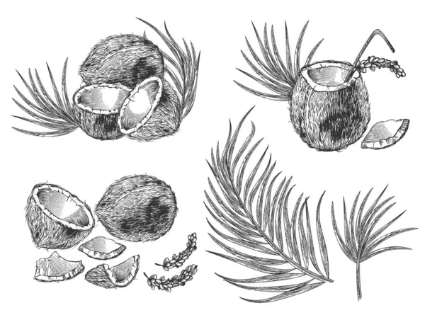 雕刻椰子、鸡尾酒和棕榈叶 — 图库矢量图片
