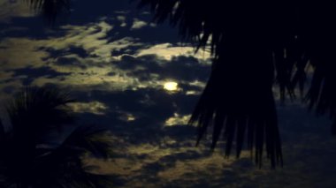 Full Moon In palmiye ağaçları. 4k