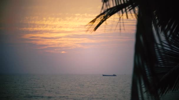 Solnedgång i Goa med fartyg på horison och palm tree lämnar — Stockvideo