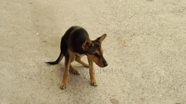 Hemlös hund på gatan — Stockvideo
