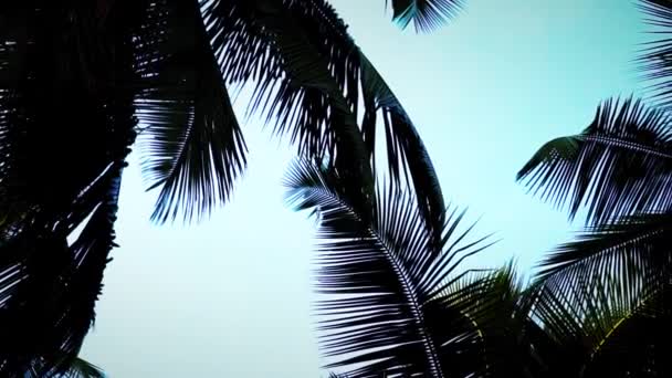 Кинематографические пальмы топы, движущиеся над головой — стоковое видео