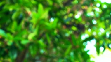 Tropikal bitki örtüsü, bulanık arka plan