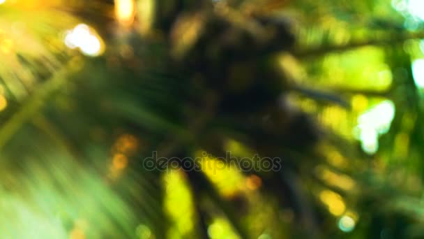 Hojas de palmera en Defocus — Vídeo de stock