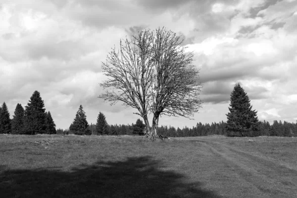 Bir Çayırın Ortasında Kurumuş Bir Ağaç Arka Planda Orman Monokromatik — Stok fotoğraf