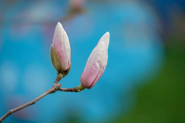 Árbol Magnolia Principios Primavera Con Brotes Flores Jóvenes Brote Flor —  Fotos de Stock