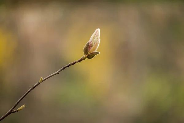 有木兰花的树枝 木兰花开花的开始 早春的木兰花 花蕾幼嫩 早春的木兰花蕾 — 图库照片