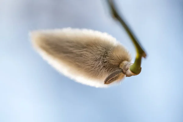 Магнолійська Квіткова Булочка Ранньою Весною Деревовидна Гілка Квіткою Магнолії Початок — стокове фото