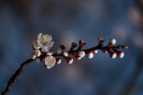 Větve Kvetoucího Meruňkového Makra Měkkým Ostřením Pro Velikonoční Jarní Přání — Stock fotografie