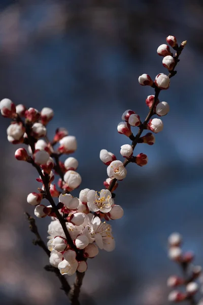 Gentle Tender Buds Pearl Blossoming Apricot Flower Beautiful Apricot Blooming — Stock Photo, Image