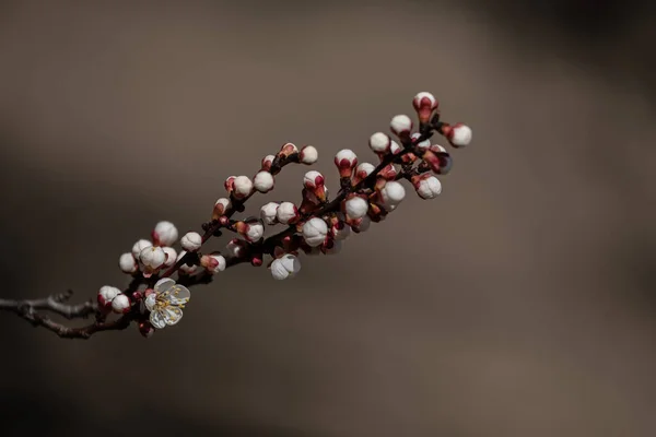 Нежные Нежные Бутоны Жемчужины Цветущего Абрикосового Цветка Красивое Цветущее Дерево — стоковое фото