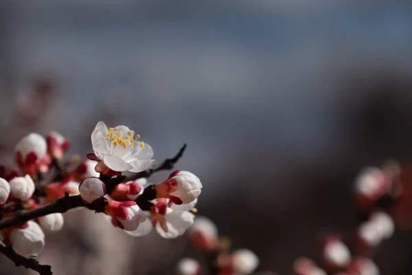 Branches Macro Abricot Fleurie Avec Mise Point Douce Pour Les — Photo