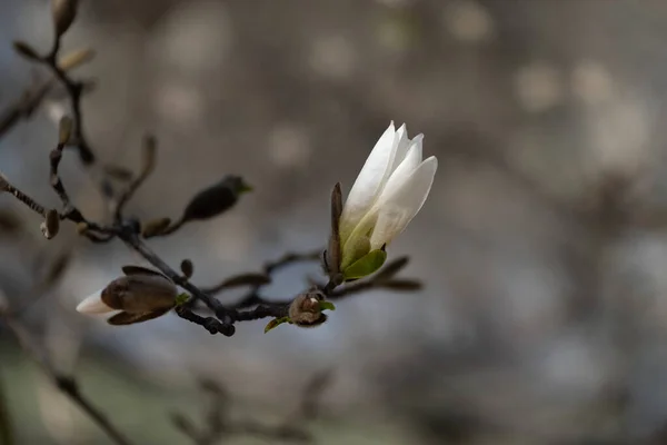 Comienzo Del Florecimiento Magnolia Árbol Magnolia Principios Primavera Con Brote —  Fotos de Stock