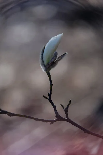 Początek Kwitnienia Magnolii Drzewo Magnolii Wczesną Wiosną Młodym Kwiatem Magnolia — Zdjęcie stockowe