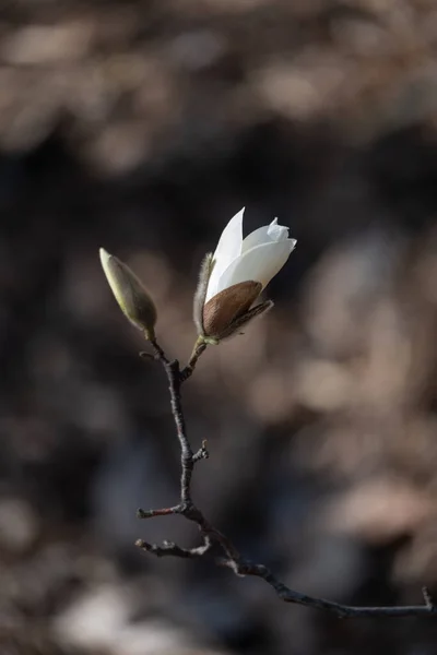 Awal Dari Berbunga Magnolia Pohon Magnolia Awal Musim Semi Dengan — Stok Foto