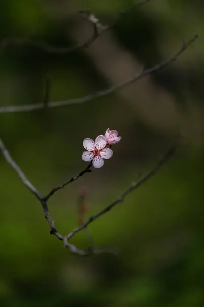 绿色背景上美丽的粉红色花朵 美丽的开花的树枝 樱花和自然色泽的太阳 — 图库照片