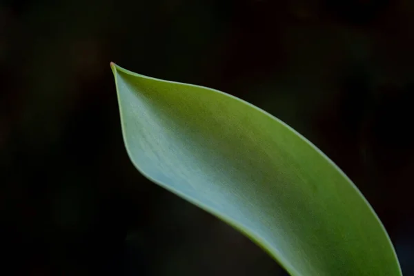 Karanlık Bir Arka Planda Lale Yaprağı Lale Yaprağının Makrosu — Stok fotoğraf