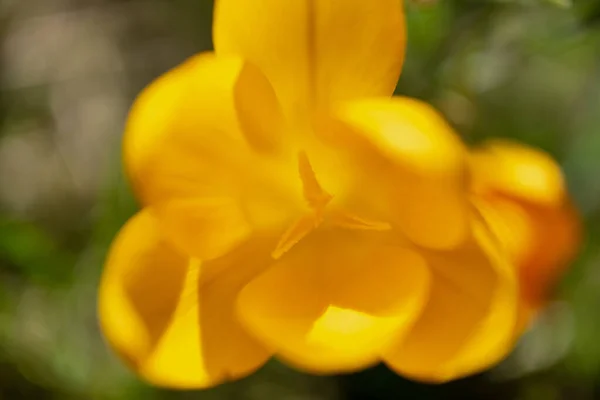 クロッカスの花 花は花粉で閉じています クロッカスの花 背景の壁紙 美しい柔らかいクロッカスのクローズアップ 背景用のクロッカスの花の壁紙 花被片と花被片が接近 — ストック写真