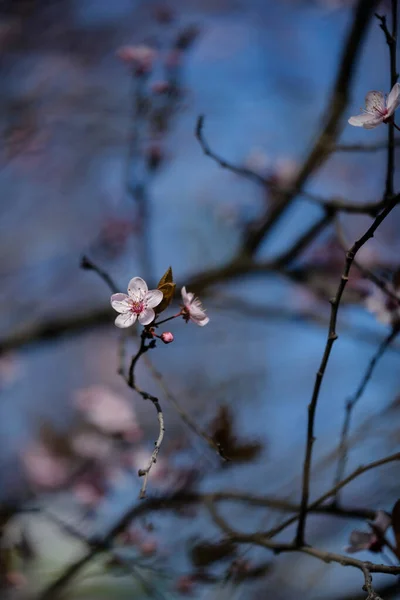 Bela Flor Rosa Fundo Flores Primavera Ramo Árvore Lindamente Florescente — Fotografia de Stock