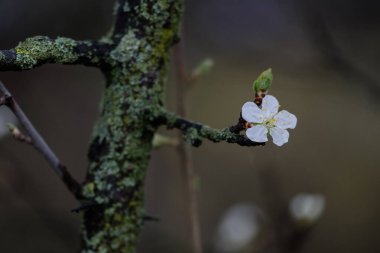 Ağaç gövdesi ve yosunlu ıslak elma ağacı çiçeği. Çiçekli elma ağaçları.. 