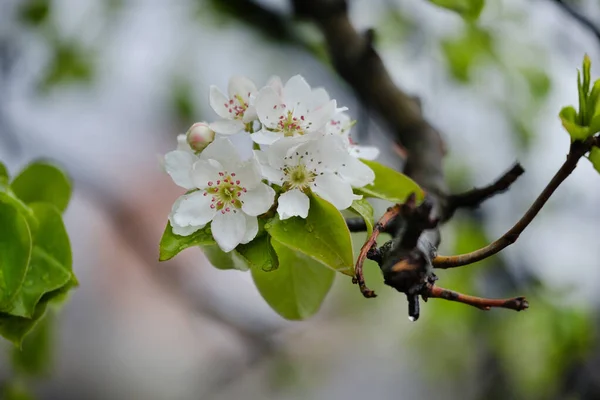 Flores Hojas Manzano Con Gotas Lluvia Manzanos Florecientes Hermoso Árbol —  Fotos de Stock