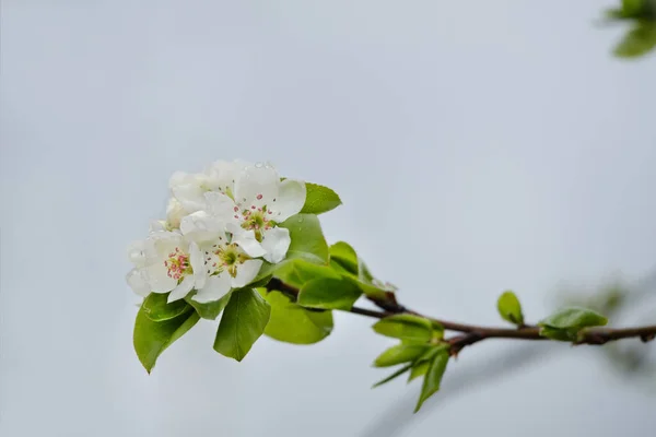 Flores Hojas Manzano Con Gotas Lluvia Manzanos Florecientes Hermoso Árbol —  Fotos de Stock