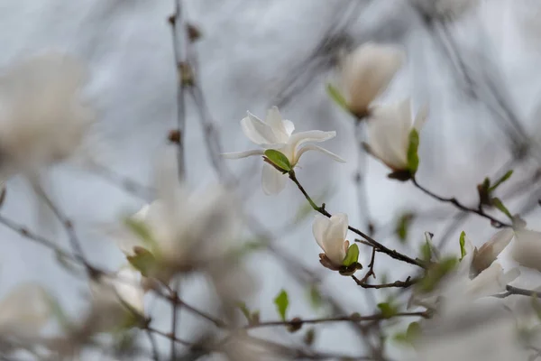 Выборочный Фокус Прекрасный Белый Нежный Цветок Магнолии Цветущее Весной Дерево — стоковое фото