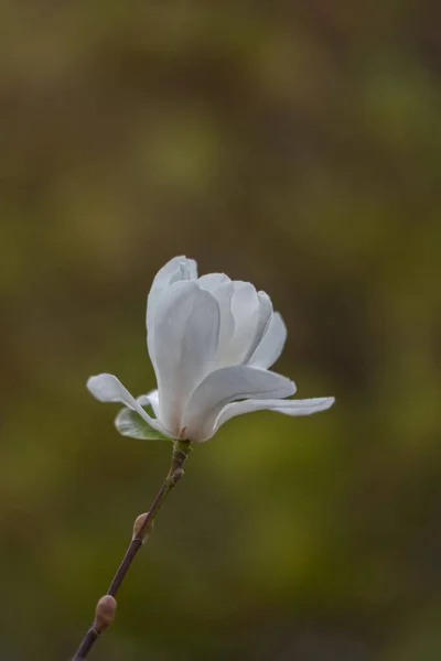 Όμορφο Κοντινό Λουλούδι Μανόλια Ανθισμένο Δέντρο Μανόλια Την Άνοιξη Επιλεκτική — Φωτογραφία Αρχείου