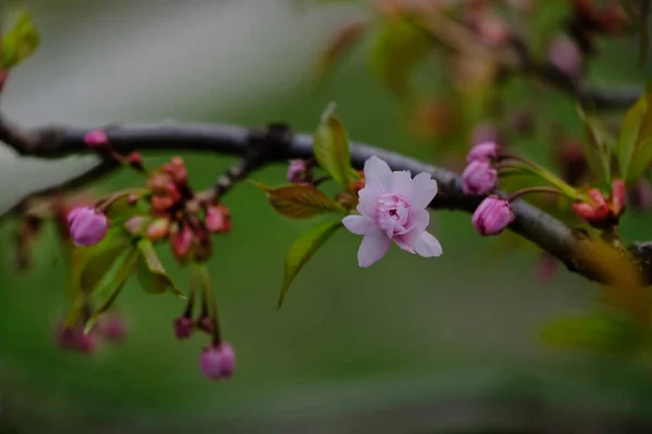 Flor Sakura Rosa Delicada Bonito Florescimento Cereja Japonesa Sakura Flor — Fotografia de Stock