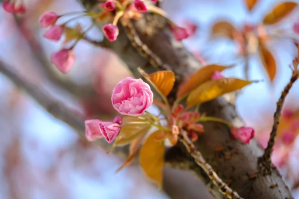 Gyönyörű Virágzó Japán Cseresznye Sakura Virág Sakura Közeledik Gyönyörű Cseresznyevirág — Stock Fotó