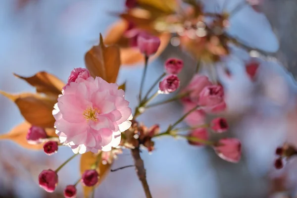 Flor Cereja Isolada Árvore Sakura Bonito Florescimento Cereja Japonesa Sakura — Fotografia de Stock