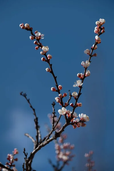 Fleurs Fraîches Délicates Abricot Fleurs Avec Accent Doux Lumière Soleil — Photo