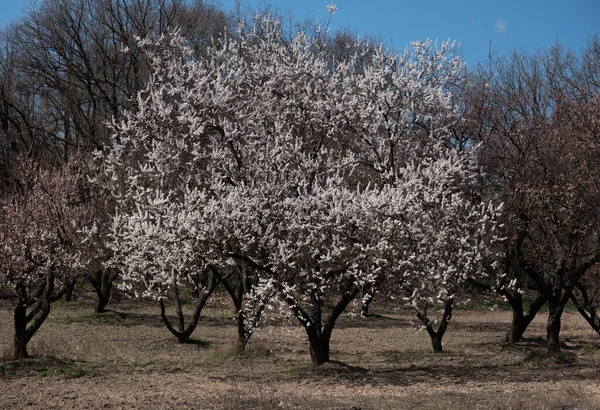 Schöner Aprikosenbaum Mit Frischen Blumen Sonnenlicht — Stockfoto