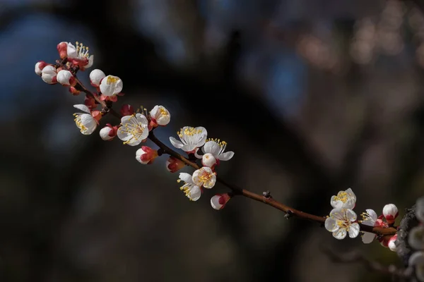 Fleurs Fraîches Délicates Abricot Fleurs Avec Accent Doux Lumière Soleil — Photo