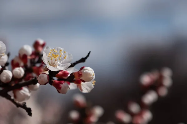 Délicate Fleur Fraîche Abricot Fleurs Avec Accent Doux Lumière Soleil — Photo