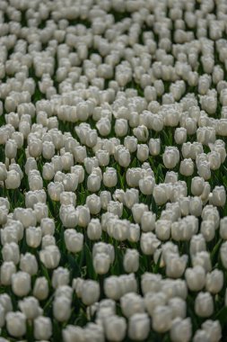 Bir grup beyaz lale. Seçici odaklanma. Renkli laleler fotoğraf arkaplanı.