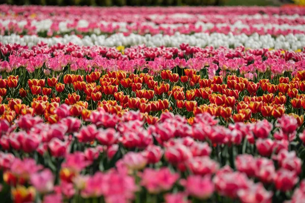 Spring Tulip Fields Holland Colorful Flowers Netherlands Group Colorful Tulips — Stock Photo, Image