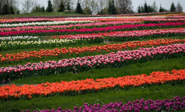 Champs Tulipes Printanières Hollande Fleurs Colorées Aux Pays Bas Groupe Photo De Stock