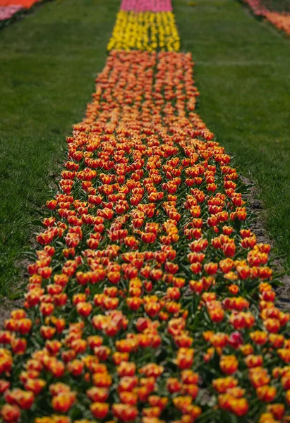 カラフルなチューリップのグループ 選択的フォーカス 花のカラフルなカーペット カラフルなチューリップの写真の背景 — ストック写真