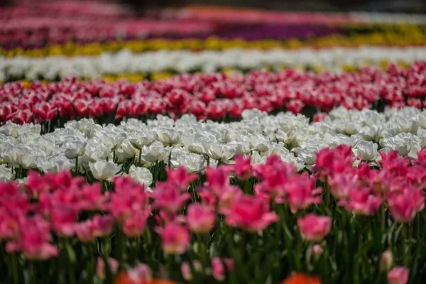 Een Groep Kleurrijke Tulpen Selectieve Focus Kleurrijk Tapijt Van Bloemen — Stockfoto