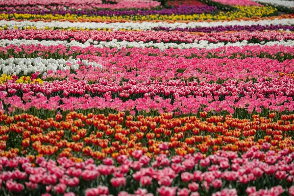 Spring Tulip Fields Holland Colorful Flowers Netherlands Group Colorful Tulips — Stock Photo, Image