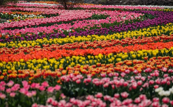 Spring Tulip Fields Holland Colorful Flowers Netherlands Group Colorful Tulips — Stock Photo, Image