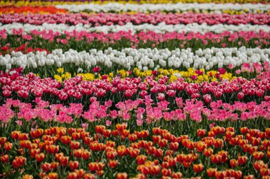 Hollanda 'da bahar lale tarlaları, Hollanda' da renkli çiçekler. Renkli laleler grubu. Seçici odaklanma. Renkli laleler fotoğraf arkaplanı.