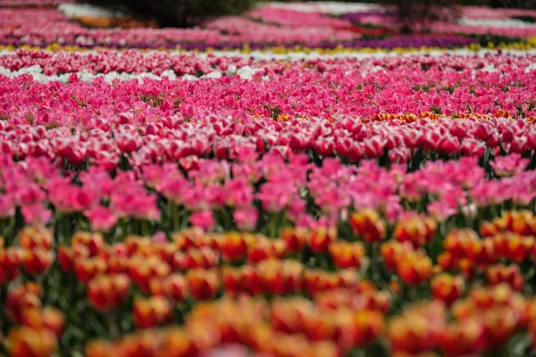 Spring Tulip Fields Holland Colorful Flowers Netherlands Group Colorful Tulips — Stock Photo, Image