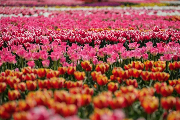 Spring Tulip Fields Holland Colorful Flowers Netherlands Group Colorful Tulips — Stock Photo, Image