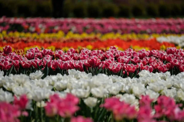 Grupo Tulipanes Coloridos Enfoque Selectivo Alfombra Colorida Flores Tulipanes Coloridos — Foto de Stock