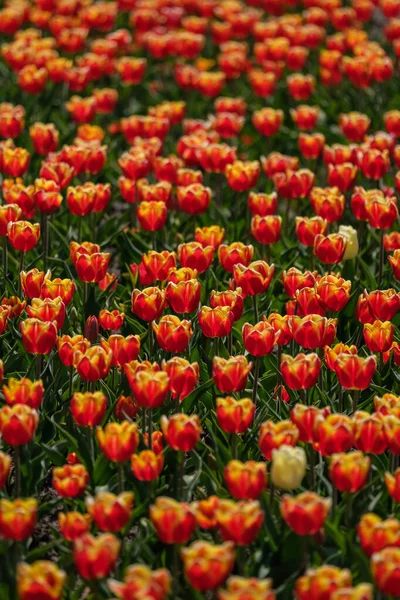 Színes Tulipánok Csoportja Szelektív Fókusz Színes Virágszőnyeg Színes Tulipán Fotó — Stock Fotó